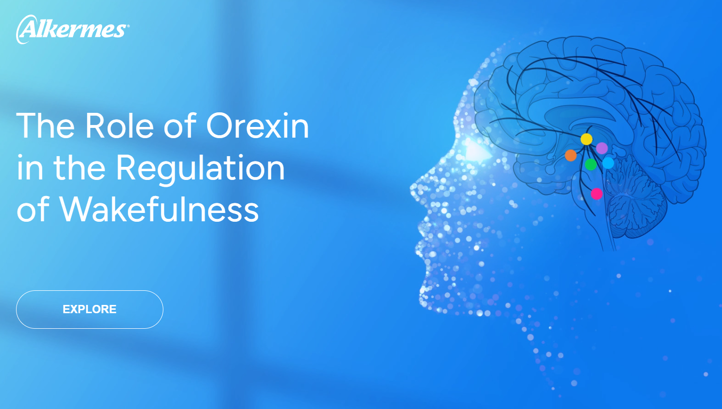 The Role of Orexin in the Regulation of Wakefulness thumbnail